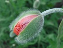 Geburt der Bl&uuml;te
