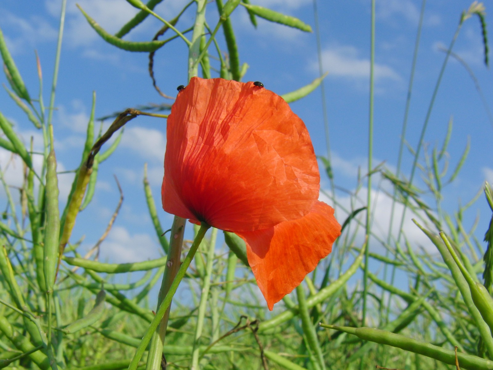 Klatschmohn mit Besuch Klatschmohn mit Besuch