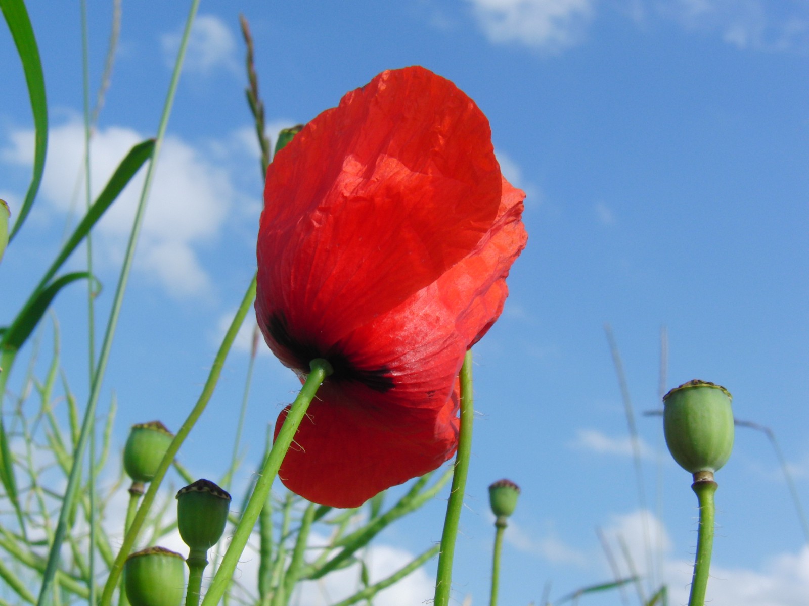 Klatschmohn und junge Samenkapseln Klatschmohn und junge Samenkapseln