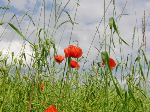 Klatschmohn am verblühten Rapsfeld 1