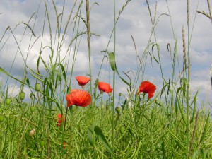 Klatschmohn am verblühten Rapsfeld 2