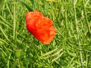 Klatschmohn im Rapsfeld 2 Klatschmohn im Rapsfeld 2