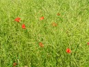 Klatschmohn im verblühten Rapsfeld 1