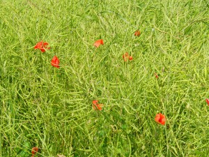 Klatschmohn im verblühten Rapsfeld 1