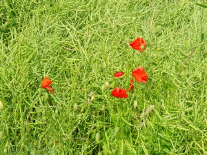Klatschmohn im verblühten Rapsfeld 2
