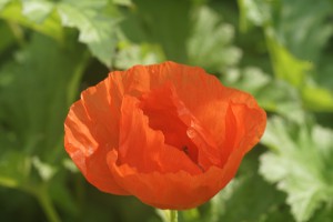 Mohnblüte im grünen Mohnblüte im grünen