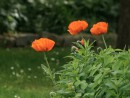 Mohnblumen im Garten