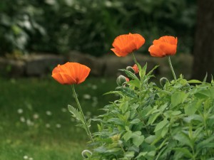 Mohnblumen im Garten Mohnblumen im Garten