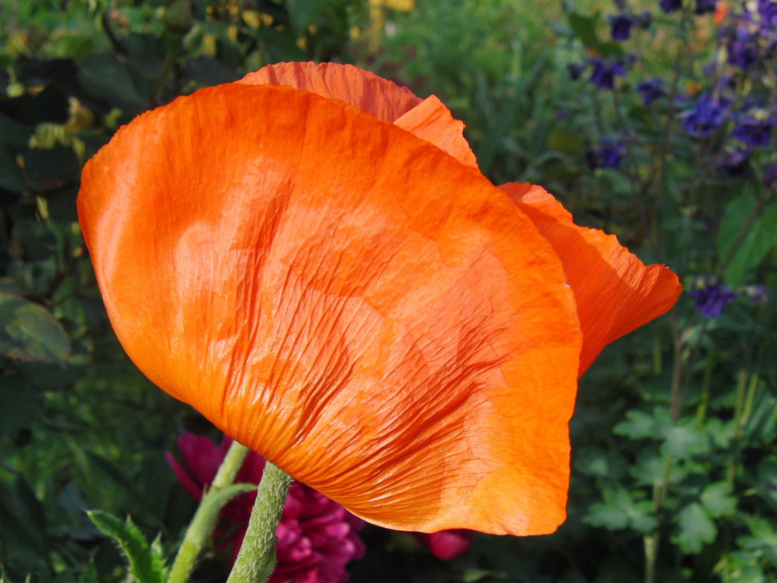 Red Power im Garten Red Power im Garten