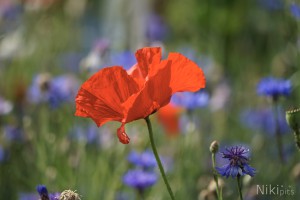Rote Schönheit Rote Schönheit