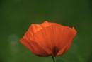 Rotes leuchten