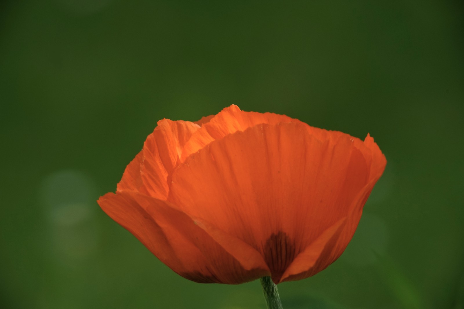 Rotes leuchten Rotes leuchten
