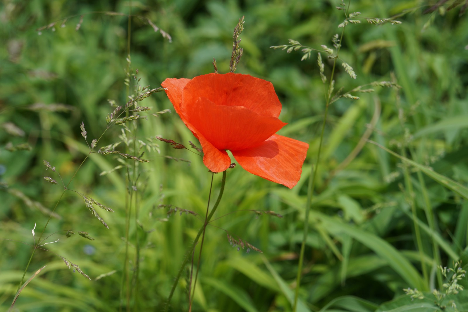 Schöner Klatschmohn Schöner Klatschmohn
