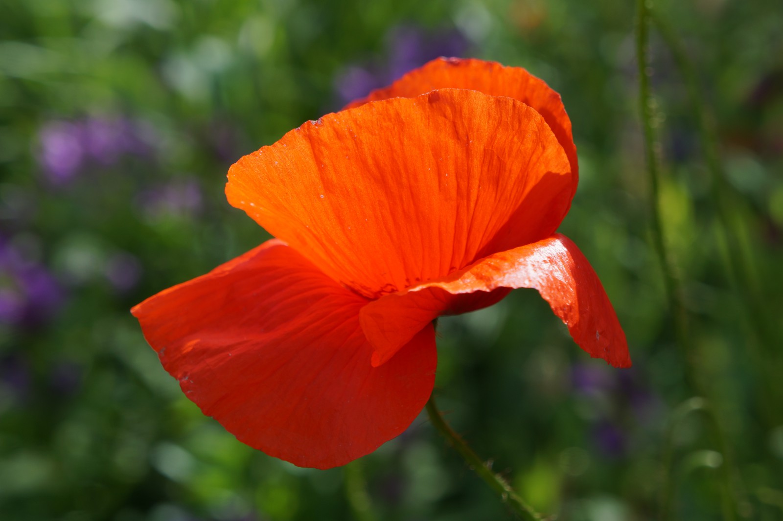 Wilder Mohn Wilder Mohn