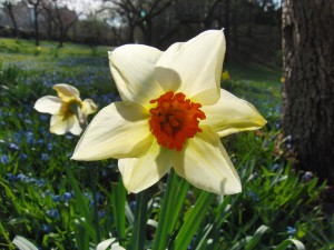 Frühlingsleuchten Frühlingsleuchten