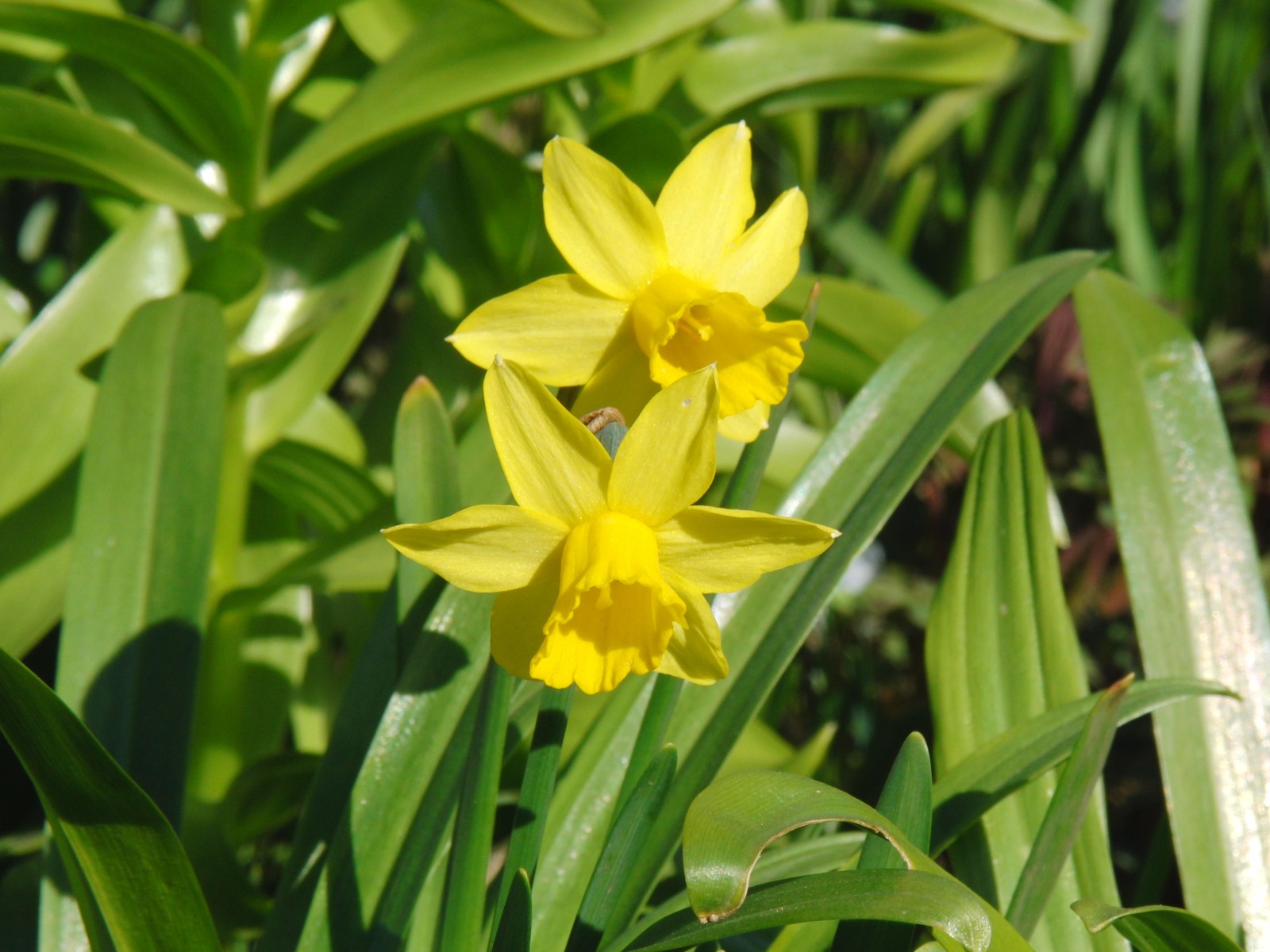 Gelbes Narzissen Duo Gelbes Narzissen Duo