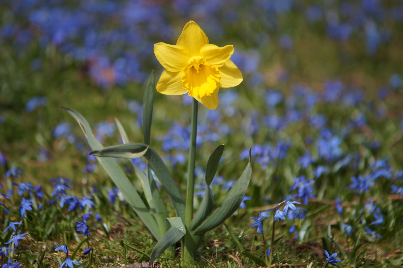 Narzisse gelb in Blausternwiese Narzisse gelb in Blausternwiese