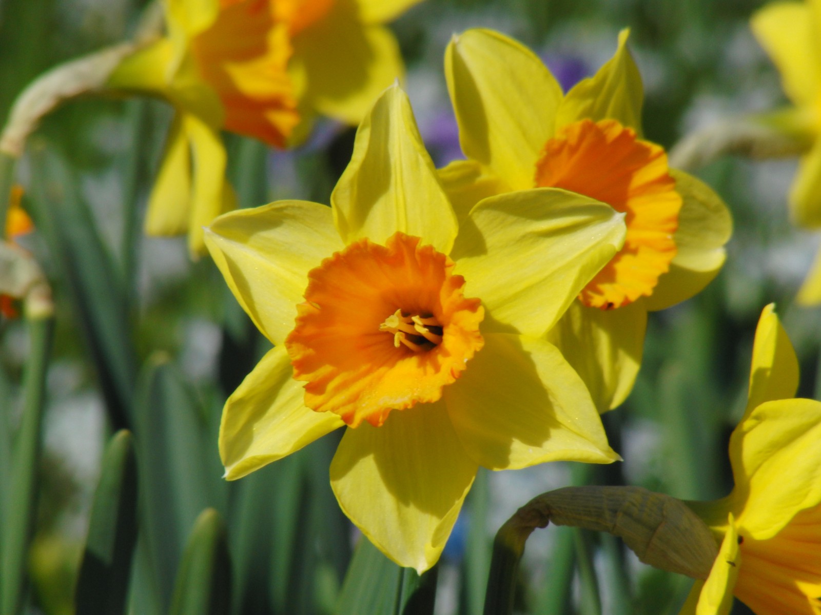 Narzisse gelb-orange 1 Narzisse gelb-orange 1