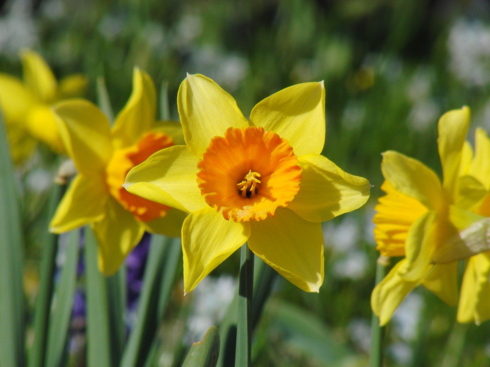 Narzisse gelb-orange 2 Narzisse gelb-orange 2