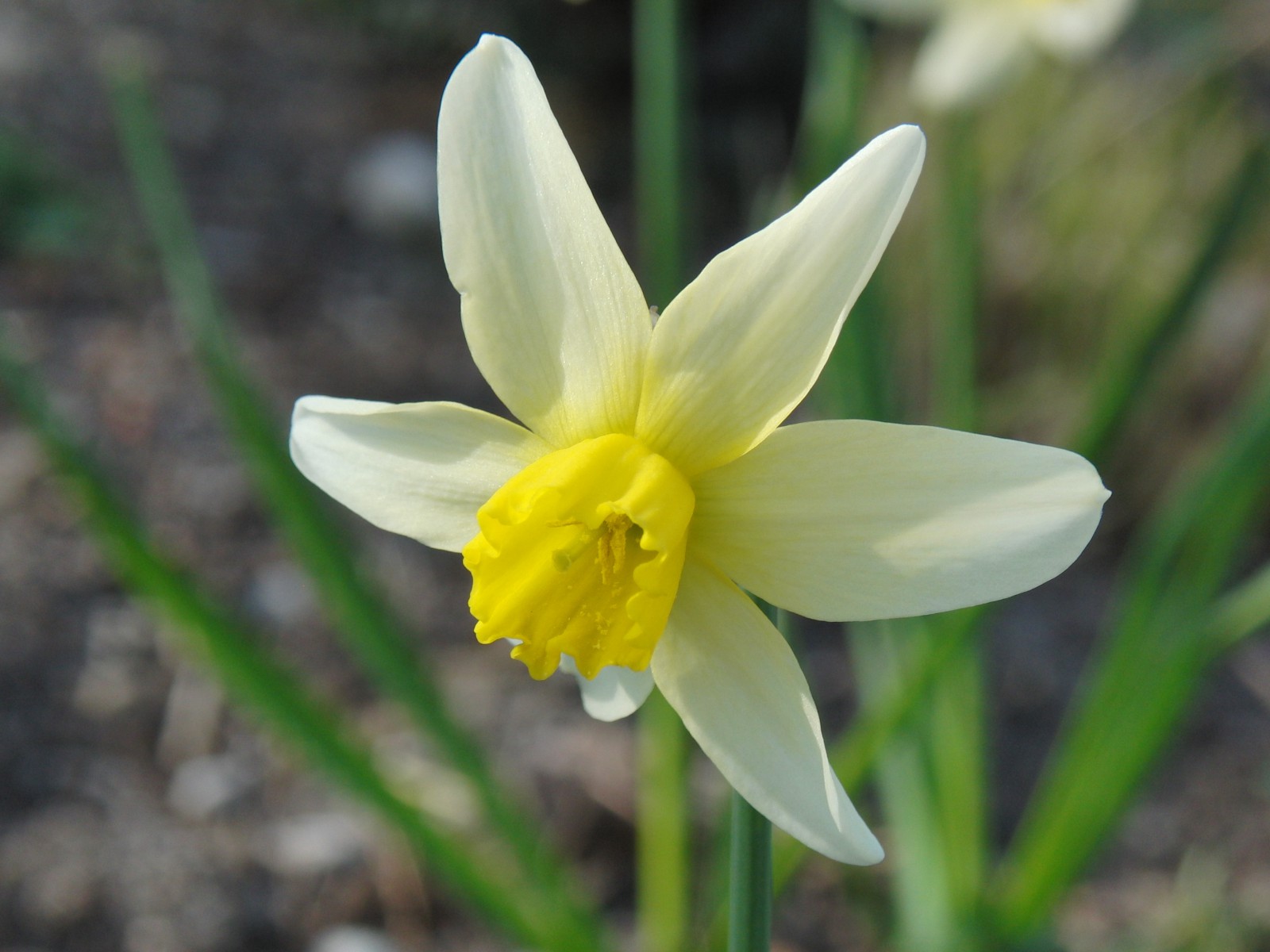 Narzisse solo gelb weiss Narzisse solo gelb weiss