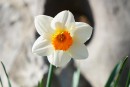 Narzisse weiss-orange 6