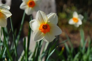 Narzisse weiss-orange 4 Narzisse weiss-orange 4