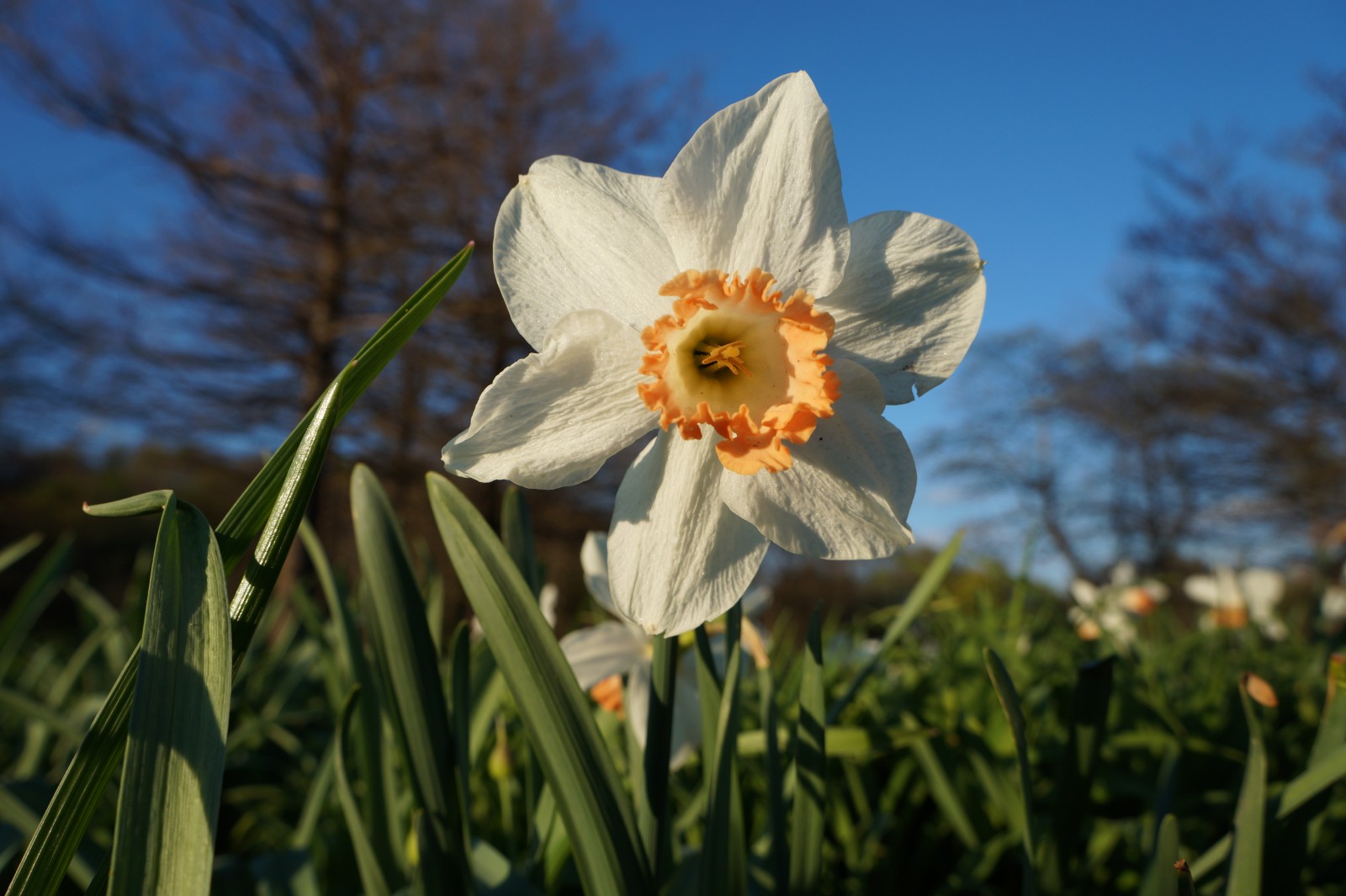 Narzisse weiss-orange im Park Narzisse weiss-orange im Park
