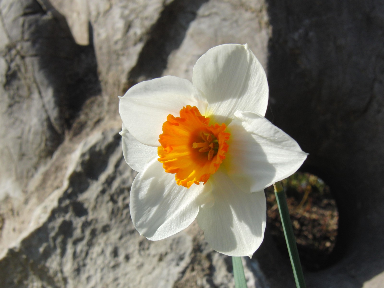 Narzisse weiss-orange vor Steinmauer Narzisse weiss-orange vor Steinmauer