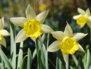Narzissen Duo gelb weiss 1