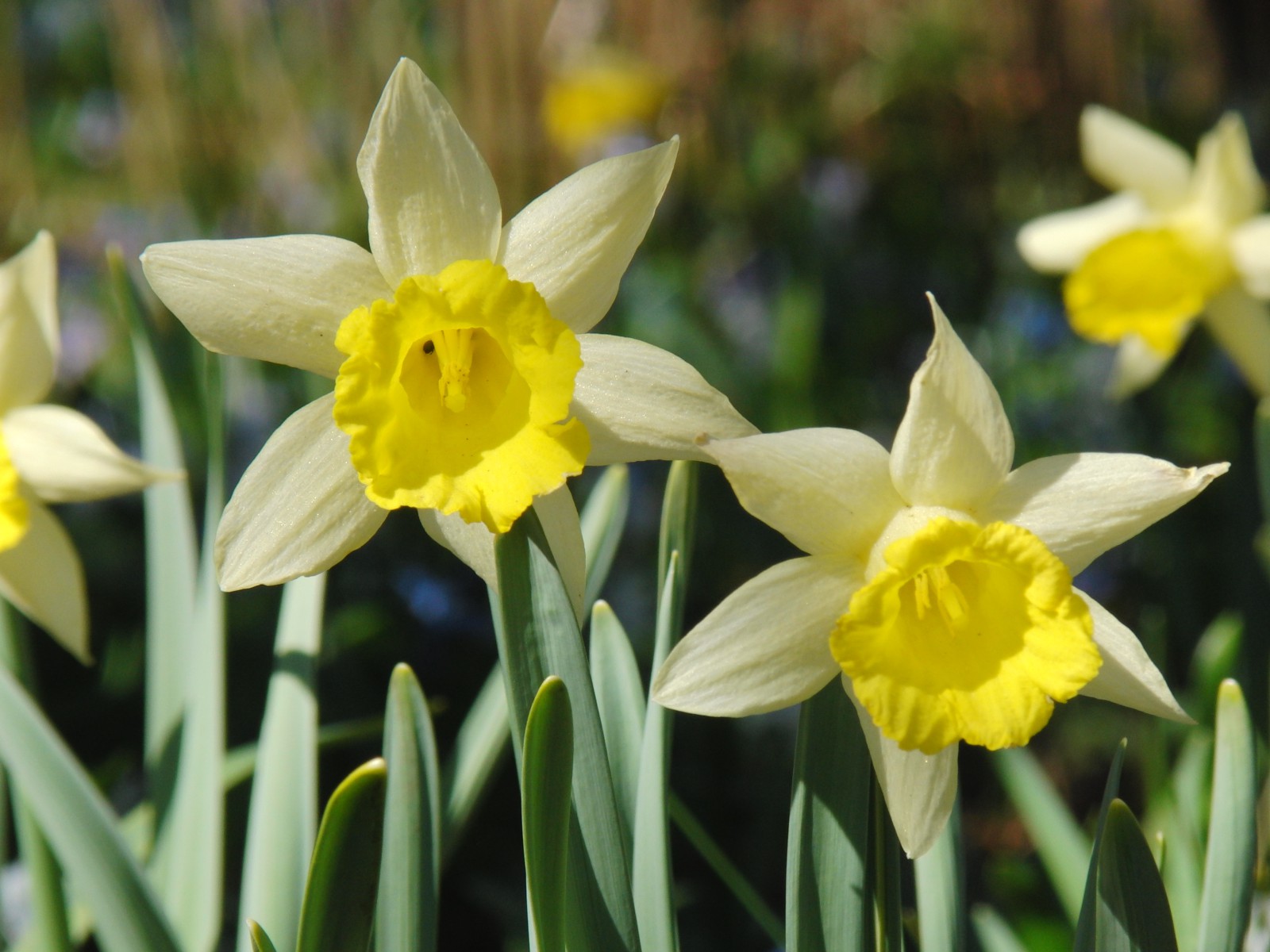 Narzissen Duo gelb weiss 1 Narzissen Duo gelb weiss 1