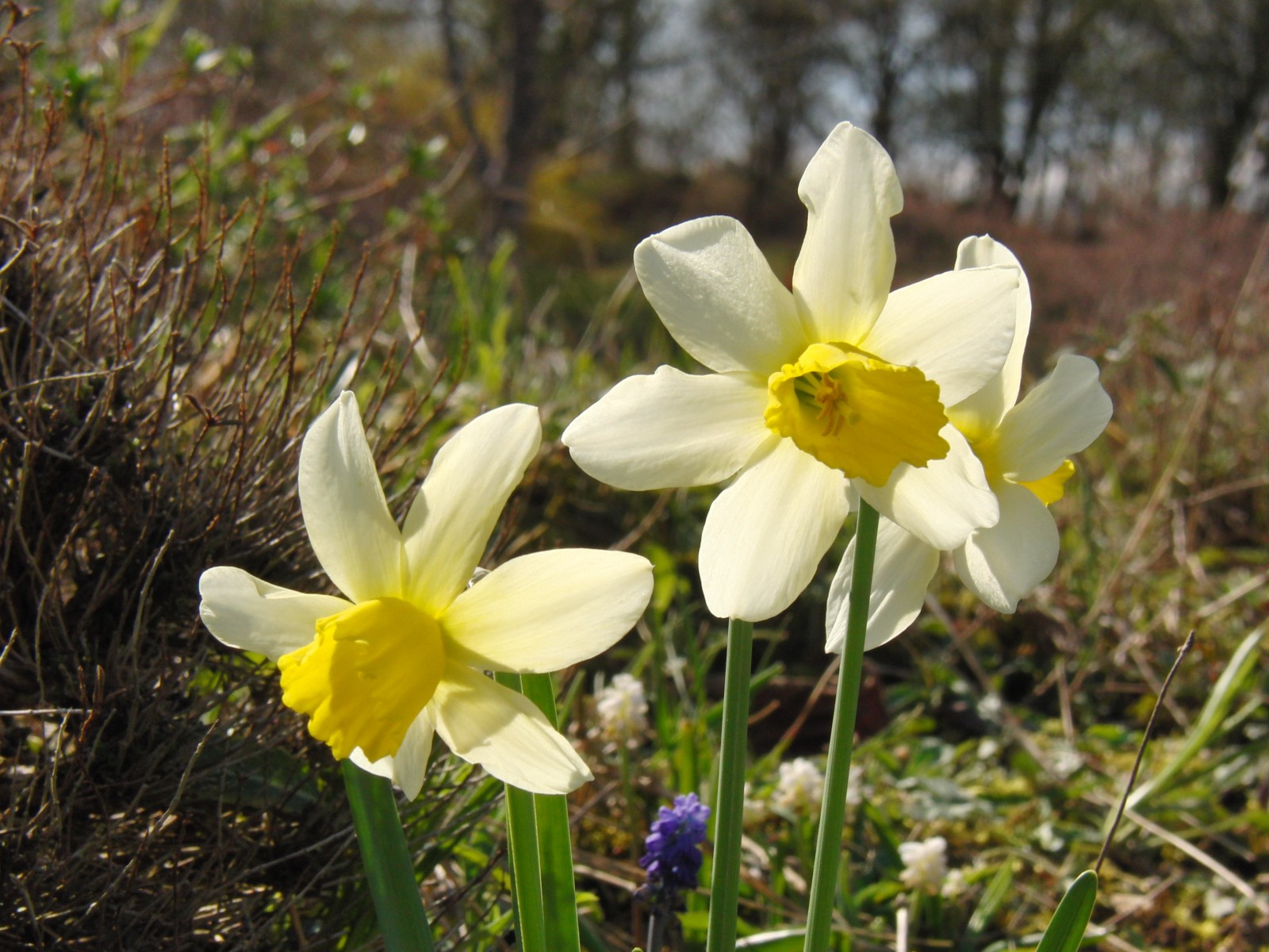 Narzissen Duo gelb weiss 2 Narzissen Duo gelb weiss 2