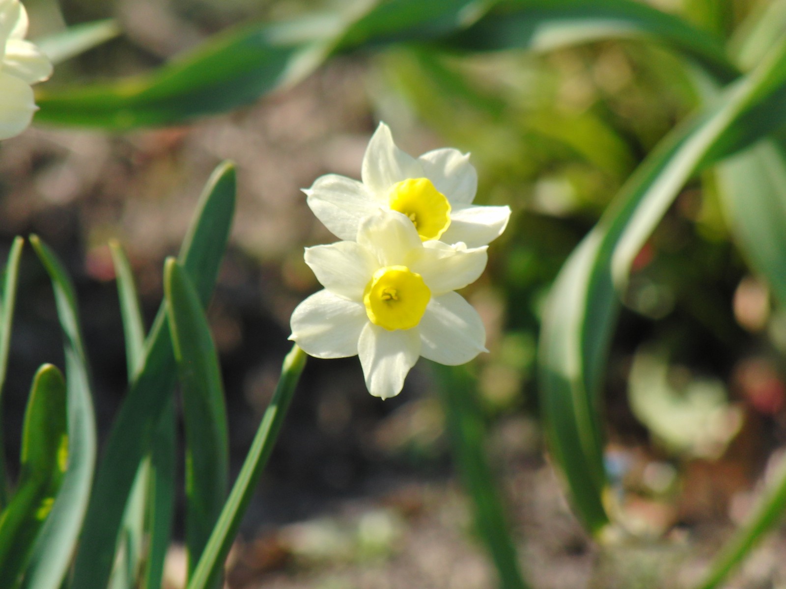 Narzissen Duo gelb weiss 3 Narzissen Duo gelb weiss 3