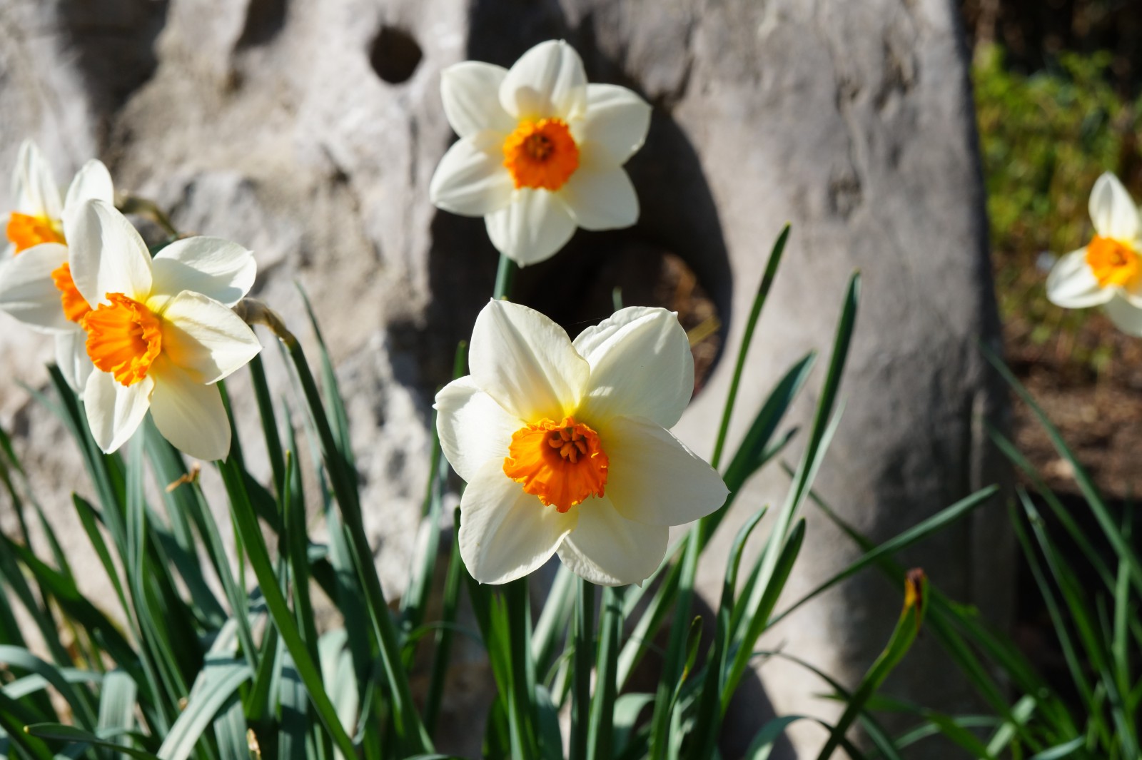 Narzisse weiss-orange 5 Narzisse weiss-orange 5