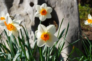 Narzisse weiss-orange 5 Narzisse weiss-orange 5