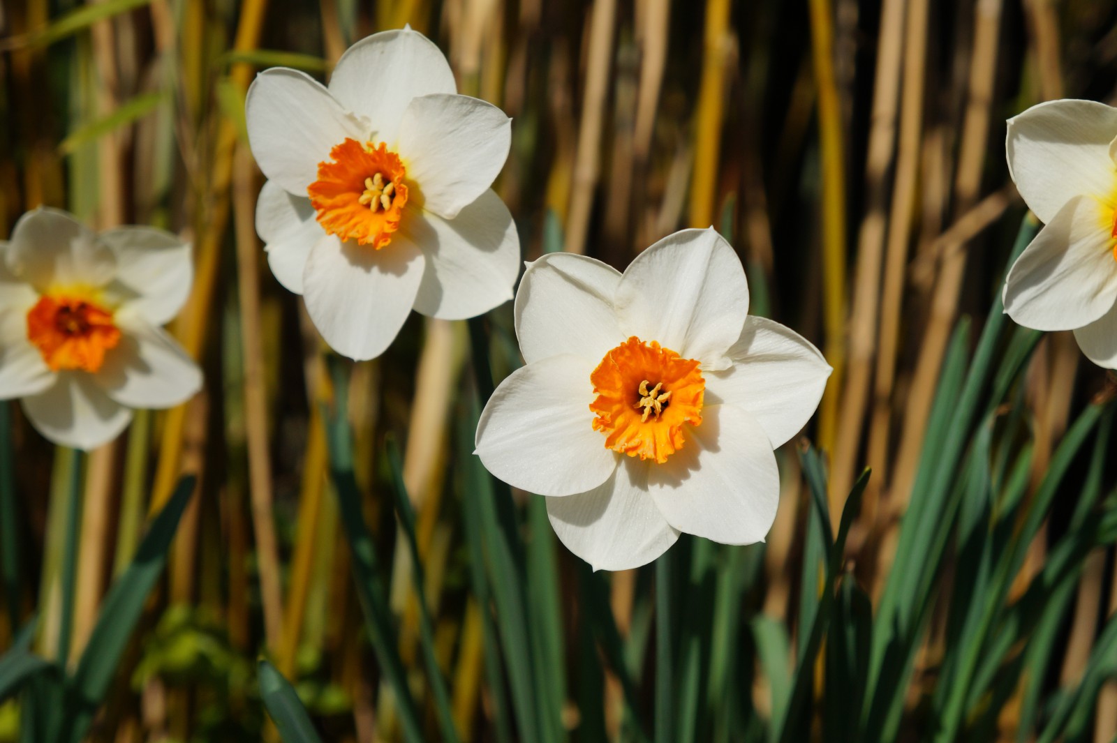 Narzissen weiss-orange 2 Narzissen weiss-orange 2