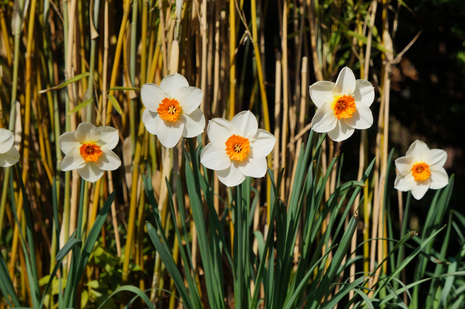 Narzissen weiss-orange 3 Narzissen weiss-orange 3