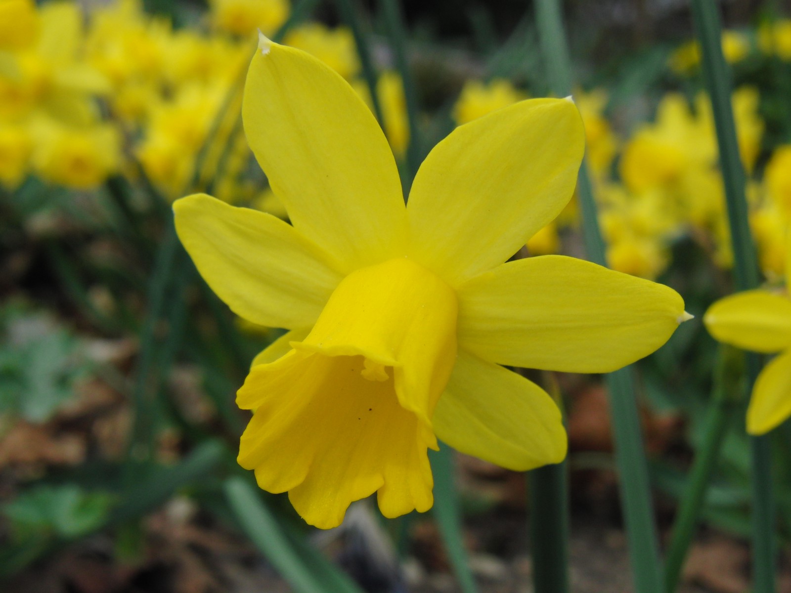 Narzissenblüte gelb 1 Narzissenblüte gelb 1