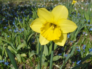 Narzissenblüte gelb 2 Narzissenblüte gelb 2