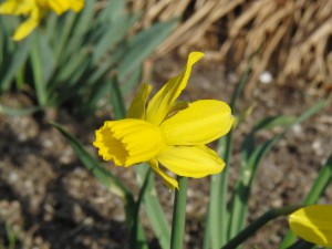 Narzissenblüte gelb 3 Narzissenblüte gelb 3