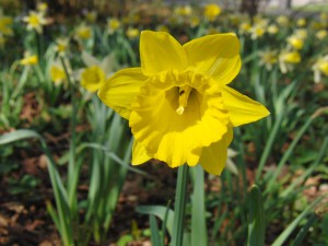 Narzissenblüte gelb 4 Narzissenblüte gelb 4