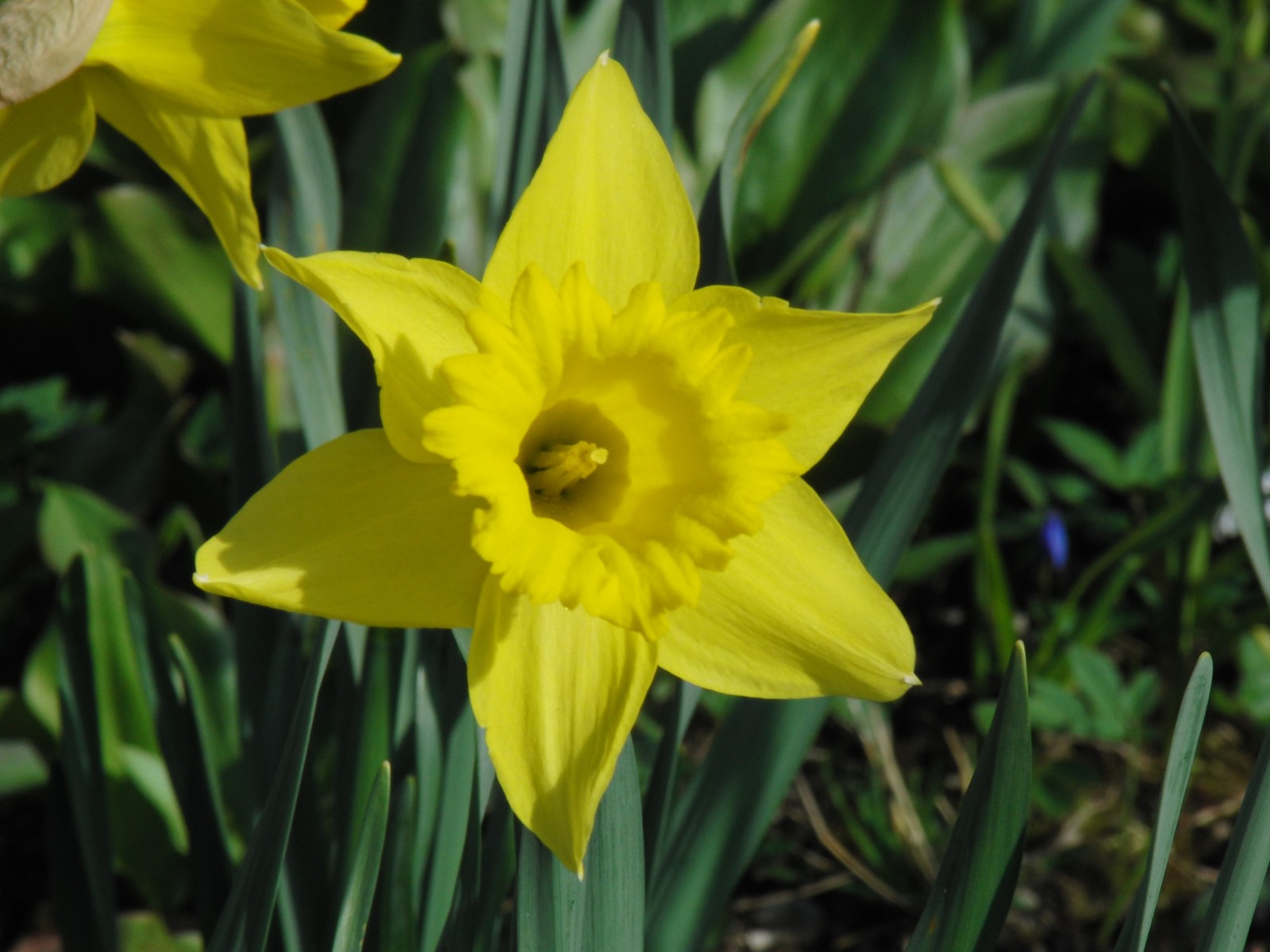 Narzissenblüte gelb 5 Narzissenblüte gelb 5