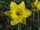 Narzissenbl&uuml;te gelb 6