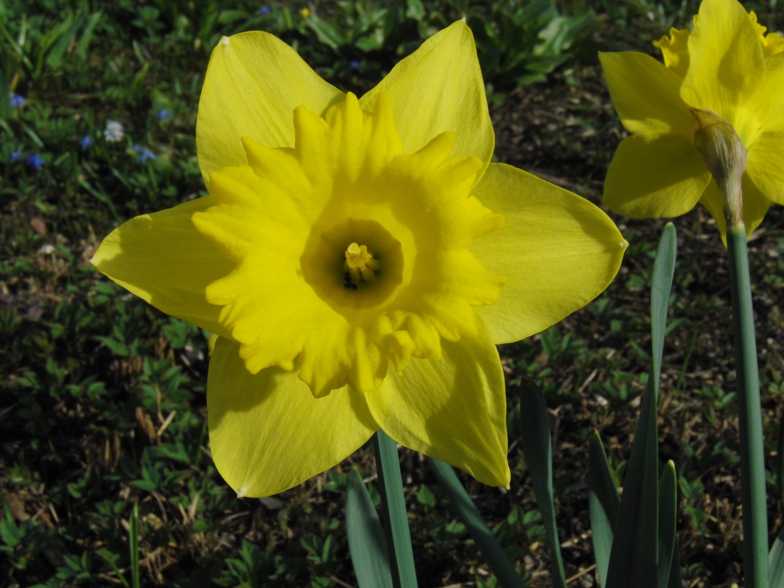 Narzissenblüte gelb 6 Narzissenblüte gelb 6