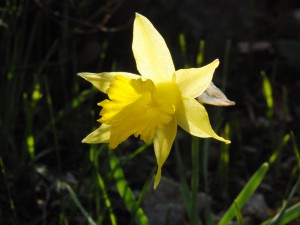 Narzissenblüte gelb mit Gegenlicht Narzissenblüte gelb mit Gegenlicht