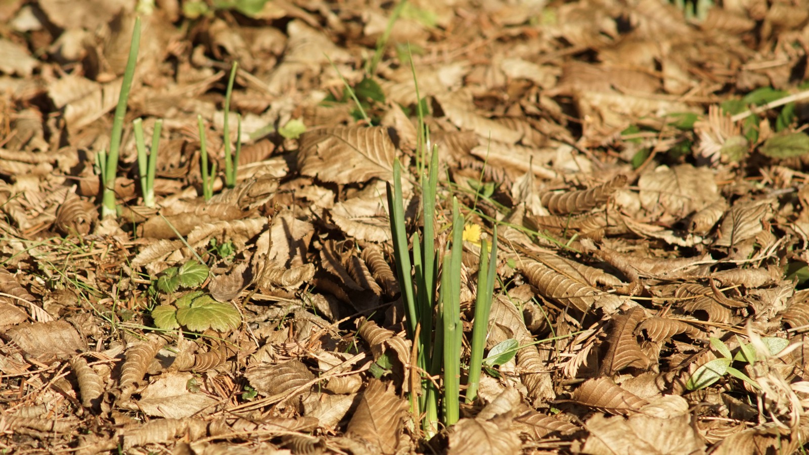 Narzissenspitzen im Januar Narzissenspitzen im Januar