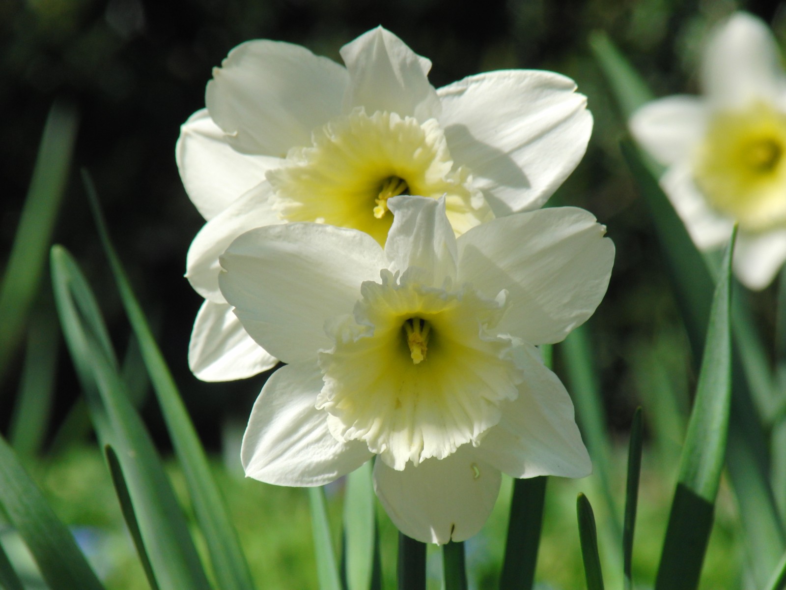 Osterglocken weiss-gelb 1 Osterglocken weiss-gelb 1