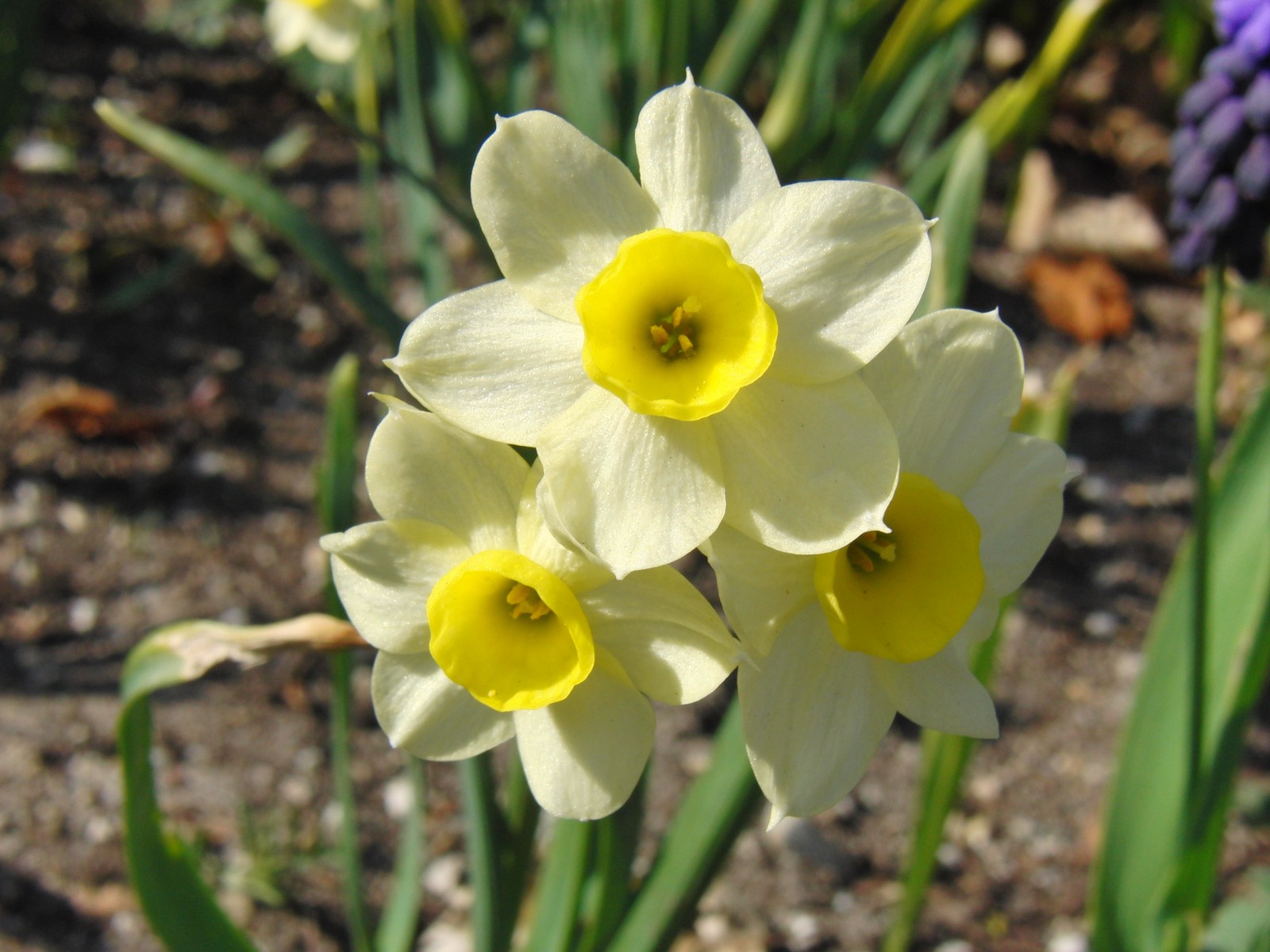 Osterglocken weiss-gelb 2 Osterglocken weiss-gelb 2