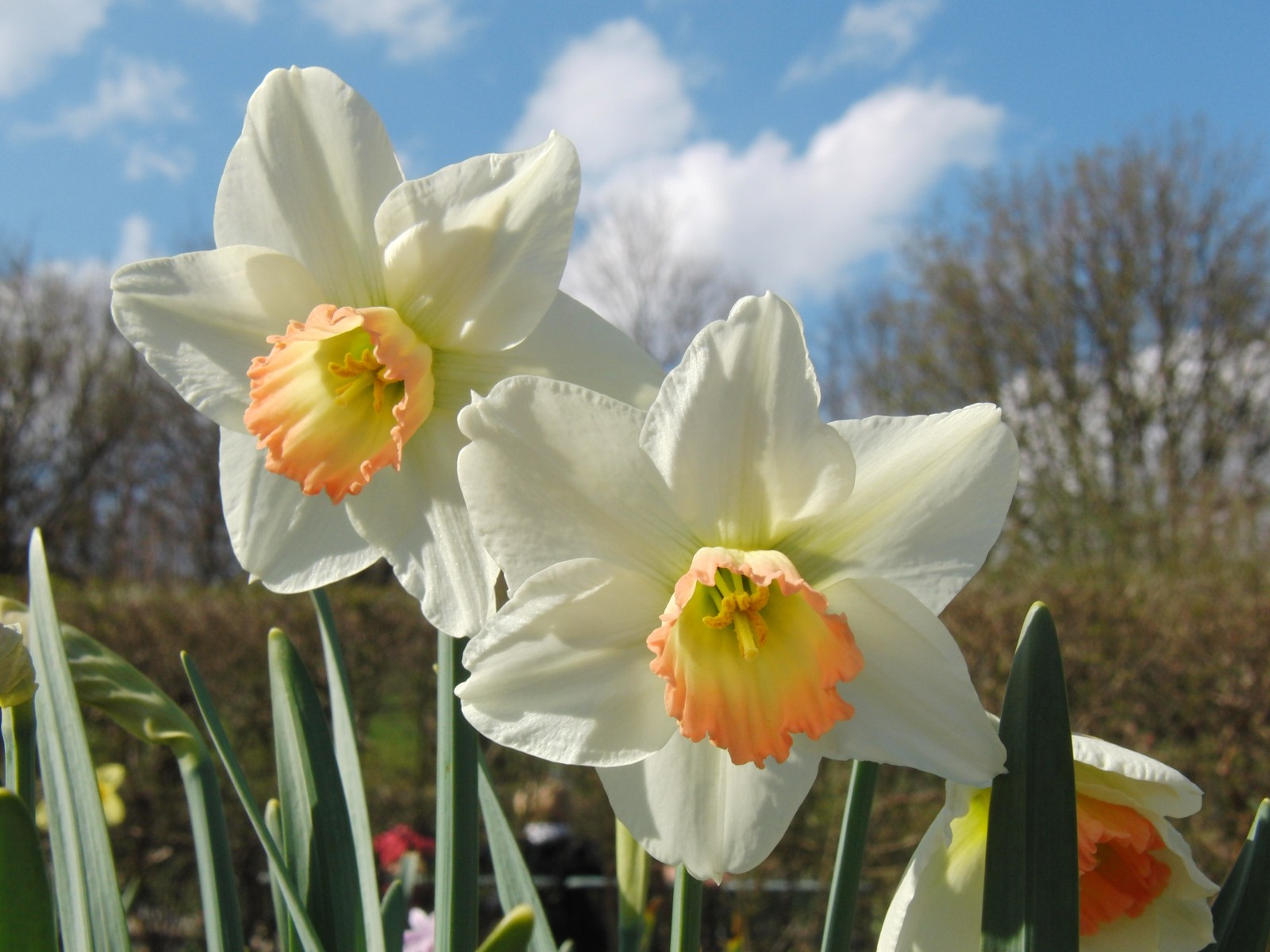 Osterglocken weiss-gelb 3 Osterglocken weiss-gelb 3