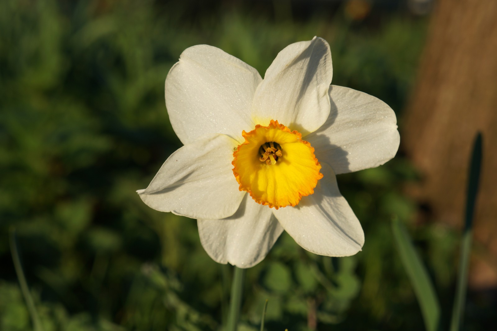 Weiss-gelbe Narzisse solo Weiss-gelbe Narzisse solo