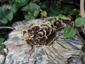Baumstamm mit Pilz Baumstamm mit Pilz
